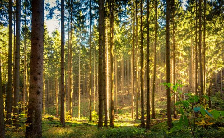 如果環(huán)境氣候破壞事件持續(xù)的增加，那么這些外部因素將導致對顆粒燃料的更高需求