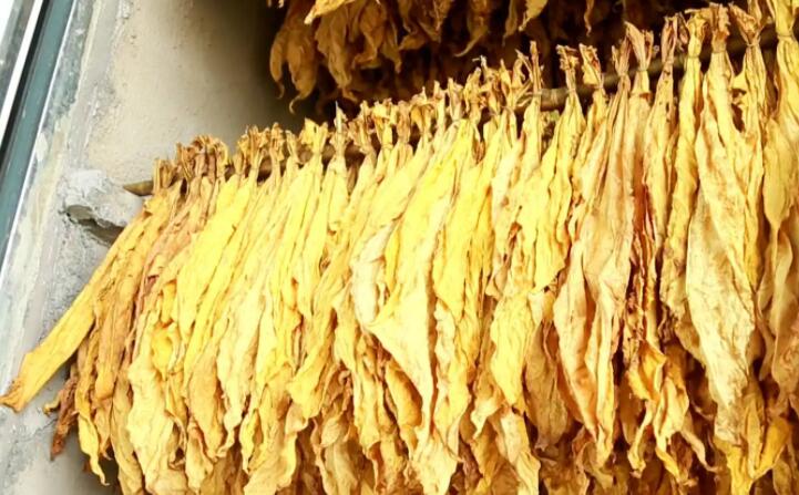 “烘烤出來的煙葉非常漂亮，色澤勻稱鮮亮，不像以前燃煤烘烤容易掛灰，鋸末顆粒機(jī)的顆粒燃料烤煙既環(huán)保又降低了勞動(dòng)強(qiáng)度?！痹谠摯鍦阉汉婵竟觯N植戶張國輝忙著將一桿桿“黃金葉”從生物質(zhì)新能源烤房中取出，他對“綠色烘烤”贊不絕口。