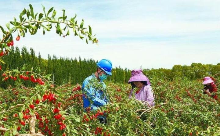 青海都蘭枸杞廢枝變生物質(zhì)能源 青海都蘭枸杞廢枝變生物質(zhì)能源