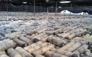 廢舊菌棒如何廢物利用？用鋸末顆粒機(jī)能增加收入