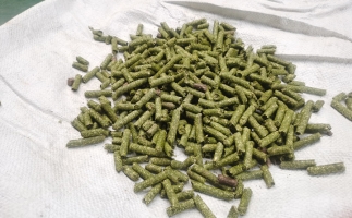 鋸末顆粒一噸能賺多少？顆粒機(jī)廠家給你算了一筆賬