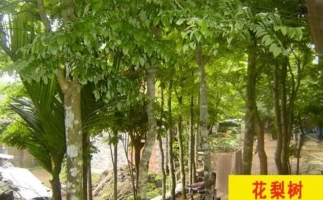 紅花梨下腳料千萬別再丟了，都是寶啊